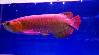 Kontes ikan arowana super red kapuas hulu 2018 [upl. by Ongun561]