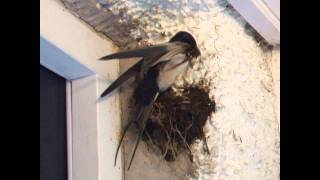 swallows building their nest [upl. by Ambrose38]