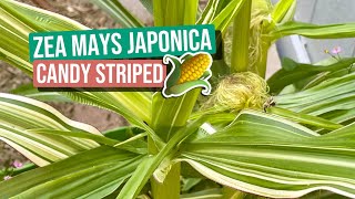 Gardening in Arizona  Zea Mays Japonica Candy Striped Corn [upl. by Aliemaj]