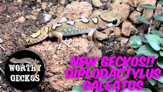 NEW GECKO UNBOXING Diplodactylus galeatus  Helmeted Geckos From WORTHY GECKOS 🦎 [upl. by Semajwerdna]