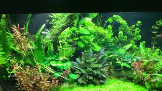 My Planted Tank using Kessil A160WE Tuna Sun [upl. by Ahsienahs110]