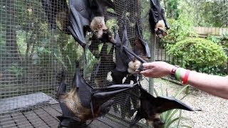 GREYHEADED FLYING FOX grabs the camera and sticks his finger into it [upl. by Werdnaed782]