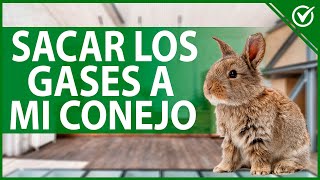 🐰 ¿Qué darle a un CONEJO para los GASES si le suena la barriga 💨🐰 [upl. by Wolgast160]