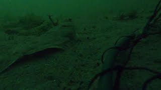 Crab in Washington State  75 feet underwater [upl. by Maible]