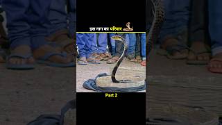 इस नाग का परिवार 🐍 shortfeed shorts [upl. by Jakob]