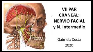 VII PAR CRANEAL NERVIO FACIAL E INTERMEDIO [upl. by Neeliak824]