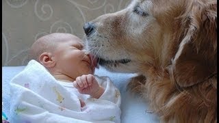 Baby  Hund  Harmoniekiller für das Familienleben [upl. by Angell]