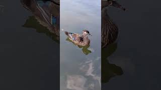 Female Wood Duck looks beautiful ❤️  Kissena Park [upl. by Ikkiv737]