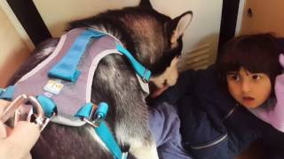 The Journey Harness Kurgo for Choco The Siberian Husky [upl. by Kliber]