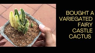 BOUGHT A VARIEGATED FAIRY CASTLE CACTUS [upl. by Kamilah726]