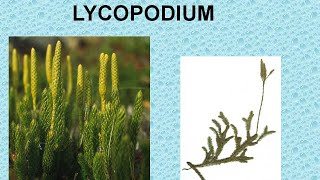 LYCOPODIUM  ΑΝΤΙΜΕΤΩΠΙΣΗ ΟΞΕΩΝ ΚΑΤΑΣΤΑΣΕΩΝ ΜΕ ΟΜΟΙΟΠΑΘΗΤΙΚΗ [upl. by Harl]