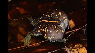 The Amazing Mexican Burrowing Toad or Drunken Toad  mass breeding event in Costa Rica [upl. by Booker]