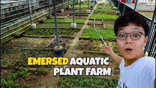 The COOLEST EMERSED AQUATIC PLANT FARM in SINGAPORE [upl. by Eceirtal]