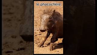 Le phacochère animaux educatif short [upl. by Araf]