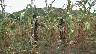 IMF to assess impact of drought on Zambias economy [upl. by Notlef]