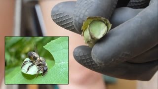 Amazing Leaf Cutter Bee Larvae [upl. by Vassell]