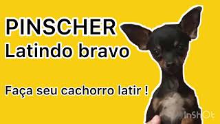 CACHORRO LATINDO BRAVO PINSCHER É CÃO DE GUARDA OU PINSCHER ACUADO BARKING DOG SECURITY DOG [upl. by Haelak]