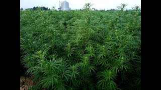 Industrial Hemp legislation is making its way through the state capitol [upl. by Refinaj329]