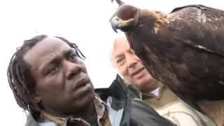 Eagle falconry In Slovakia [upl. by Rehotsirk]