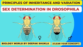 Sex Determination in Drosophila  Mechanism of Sex Determination in Drosophila l Genetics [upl. by Serra]