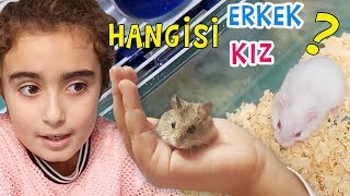 VANİLYA ve YAVRULARI AYIRDIK Umikids Mira ile Hamster Videoları [upl. by Anette179]