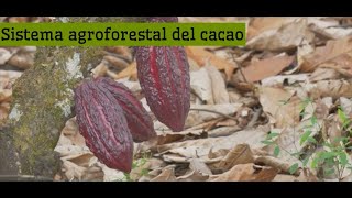 Sistema agroforestal y clones de cacao [upl. by Nniuqal]