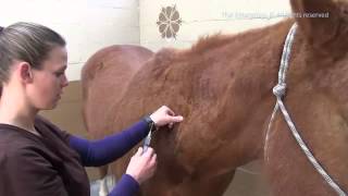 How to Give A Horse an Intramuscular Shot  IM Injection [upl. by Eryn]