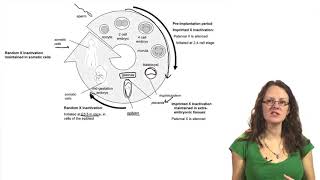 Genetics  Xchromosome Inactivation Barr Bodies and the Calico Cat [upl. by Nomrej]