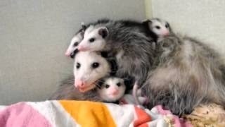 Opossum Babies getting too big for Mother quotOpossum Dr Kenneth Jones Animal Hospitalquot [upl. by Linoel]