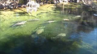 Manatees Charge SUP Paddleboarders [upl. by Antone]