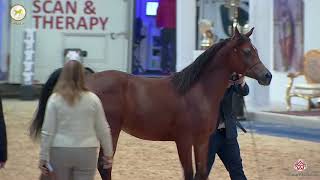 N 43 FRASERA AL MAJD Straight Egyptian World Championship 2020 Yearling Colts Class 5 [upl. by Nosnorb447]