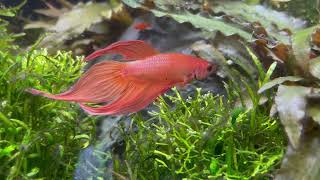 Kampffisch Mann  Betta Splendens [upl. by Aleehs717]