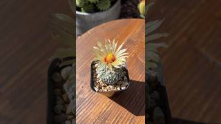 ASTROPHYTUM SUPER KABUTO BEAUTIFUL FLOWER cactus plants nature [upl. by Eanad]