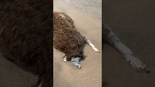 Montauk monster part 2 What’s the craziest thing you ever saw washed up in the beach [upl. by Allsopp]