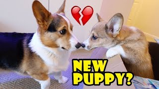 Surprising My Dog wa Corgi Puppy Doesnt go well  Life After College Ep 588 [upl. by Cleo527]