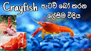 How to Breed Aquarium Crayfish easily in Sinhala FHD kaveeaqua breeding [upl. by Shiverick]