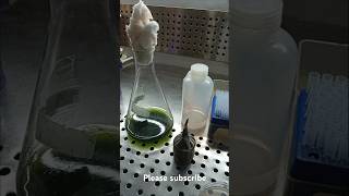 Filamentous algae scienceexperiment algae [upl. by Jenda]