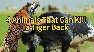 4 Animals That Can Kill a Tiger Backanimals2024 wildanimals Lion tiger [upl. by Donalt]