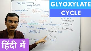 Glyoxylate Cycle in Hindi [upl. by Ennaeirrac]