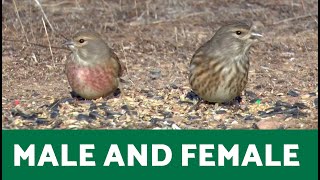 Magnificent COMMON LINNET 🐦 MALE and FEMALE Showcased [upl. by Ainegul624]