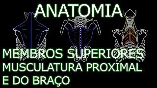 Aula Anatomia  Membros Superiores  Musculatura Proximal e do Braço  Anatomia Humana [upl. by Doownelg824]