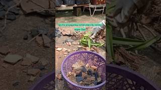 Orchid propagation orchidgarden plantingideas gardening minishorts trendingviralvideo nature [upl. by Uel455]