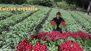 ASOMBROSO cultivo de RABANOS paso a paso siembra fertilización cosecha y hasta la salida al merca [upl. by Nahtanaoj974]