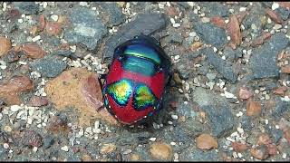 07 12 2023 Western Australia  Dunsborough Road from Sugarloaf Rock Part 14 [upl. by Walworth]