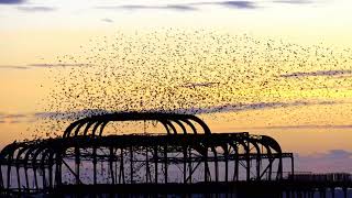 A Murmuration of Starlings at Sunset over Brightons West Pier [upl. by Dill]