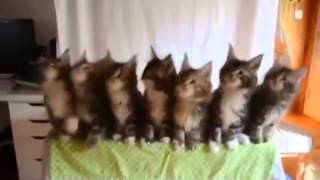 Gatos bailando thriller [upl. by Vanhook5]