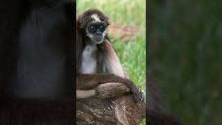 Variegated Spider Monkey Ateles hybridus in Family Atelidae  Observed in Description [upl. by Crandell]