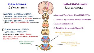 Spinothalamic Tract and Dorsal Column Medial Lemniscus Pathway  Ascending Tracts of the Spinal Cord [upl. by Feinberg114]