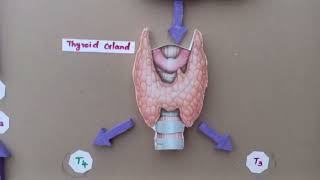 College Project  Hypothalamic Pituitary Thyroid Axis Model [upl. by Hacker]