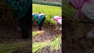 Field rice harvesting technology farming automachine funny machineryofficial excavator [upl. by Rennat]